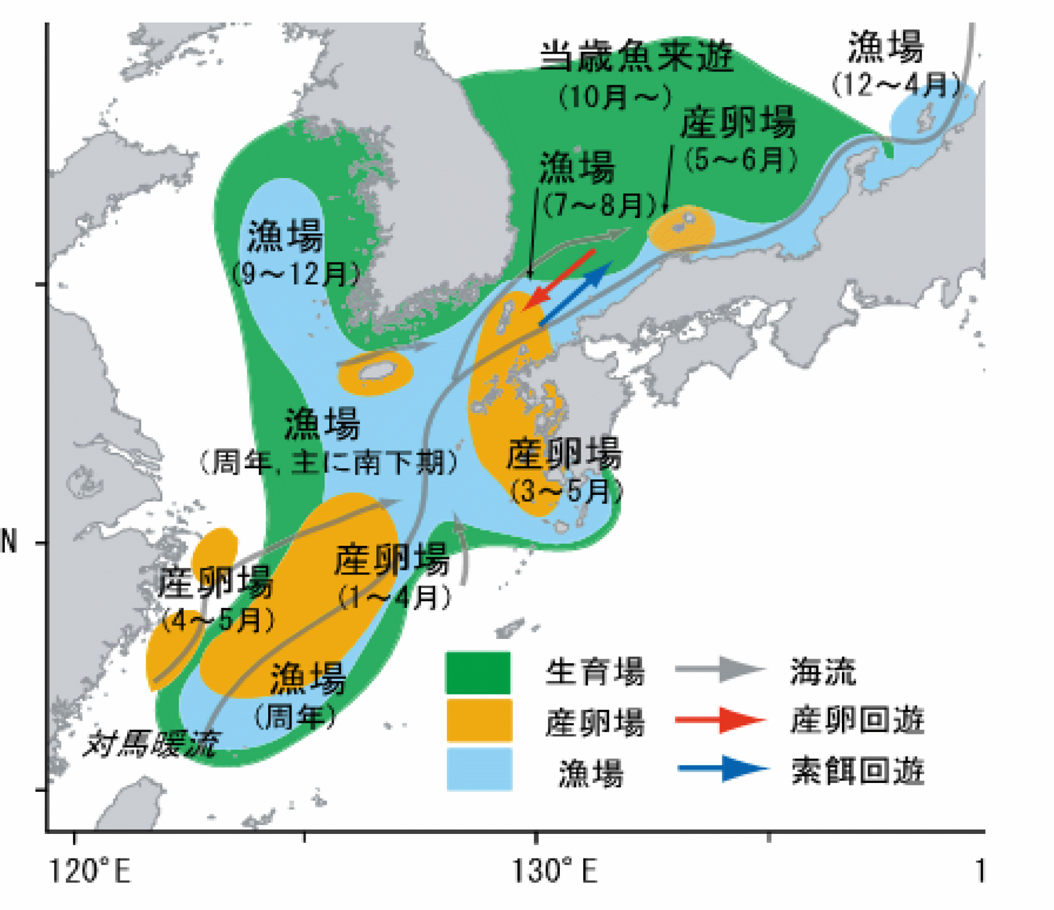 図１: マサバの生活史と漁場形成　　　　 図の出典：「日本海西部・九州西海域マアジ（マサバ・マイワシ）資源回復計画」4)